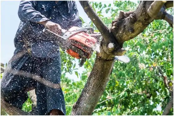 tree services Pájaros